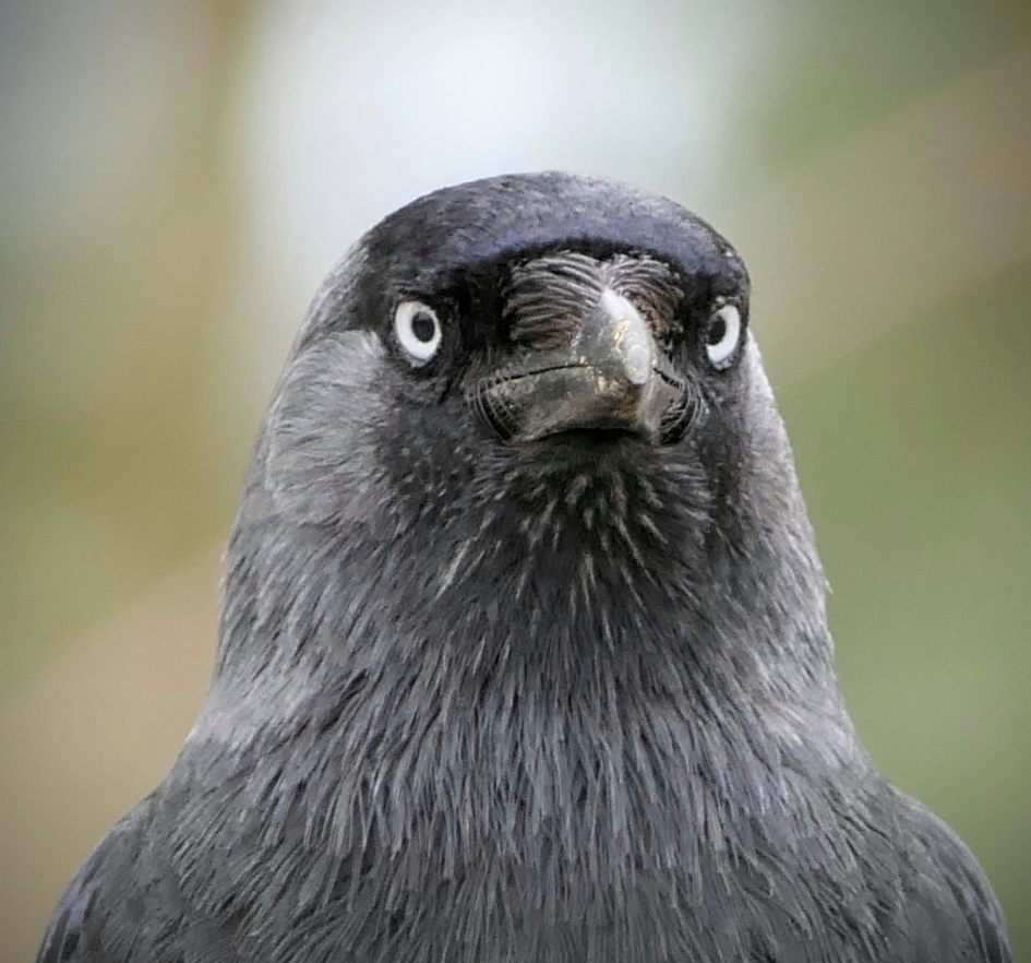 Hoezo streng ? - Vogels - Kauw