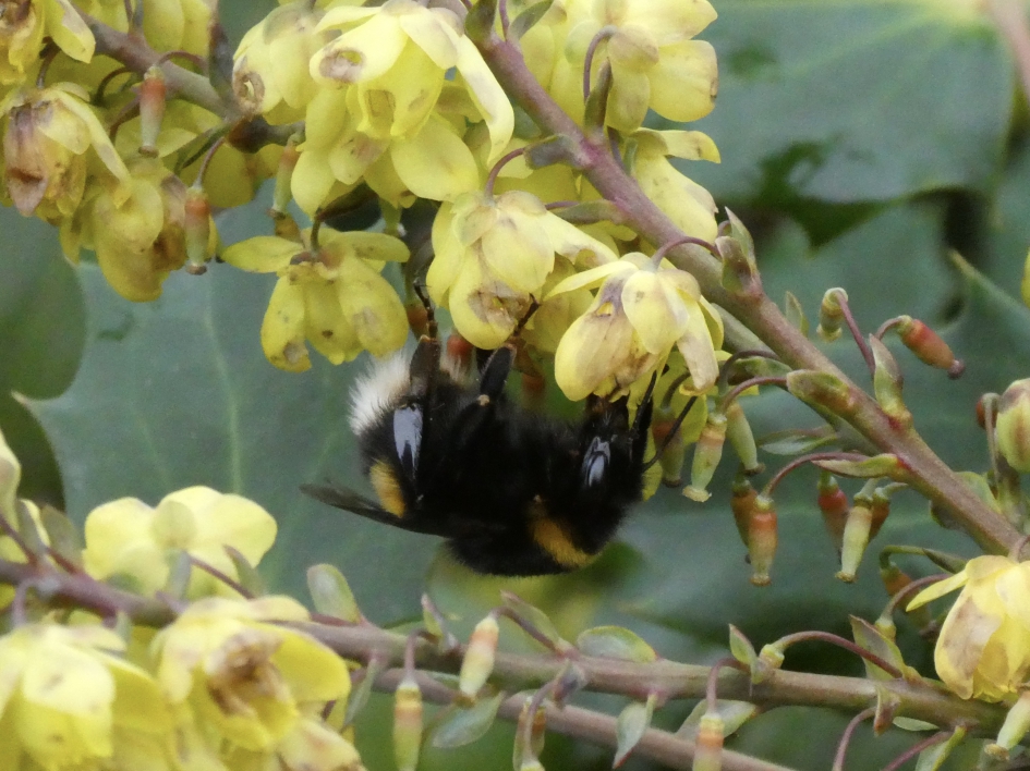 Hommel - Geleedpotigen - 