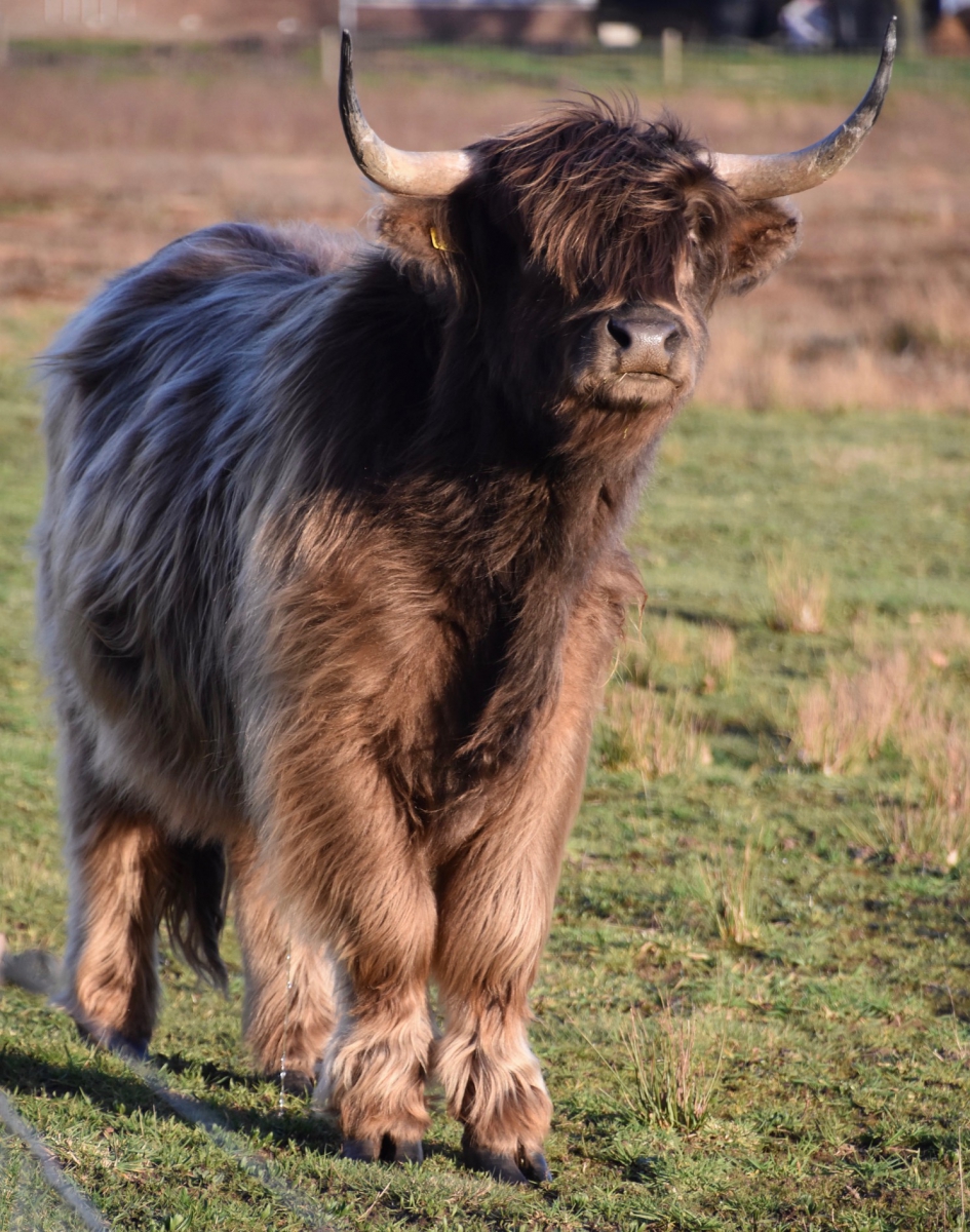 Hoogblond - Zoogdieren - 