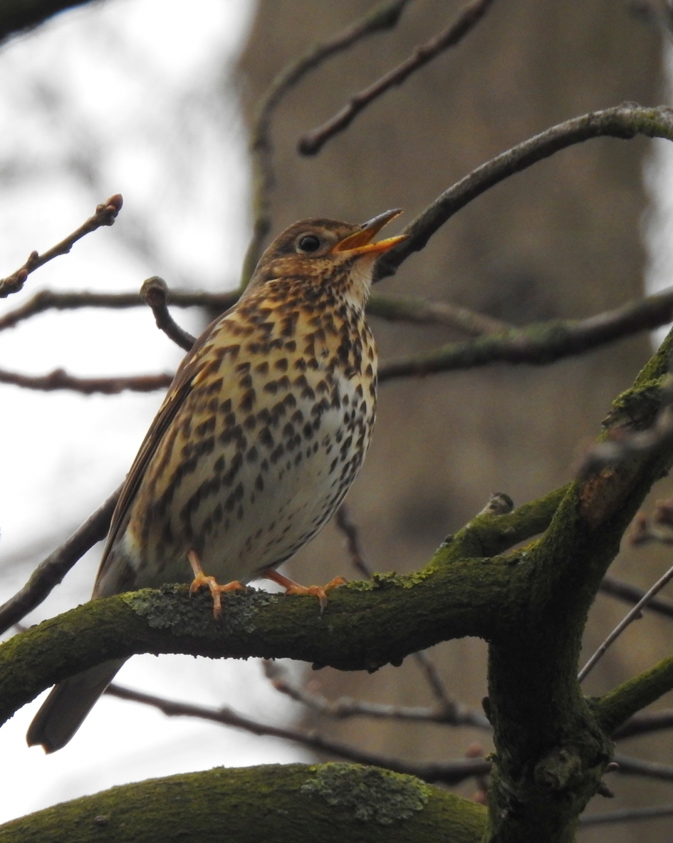 Hoor de lente !! - Vogels - Zanglijster
