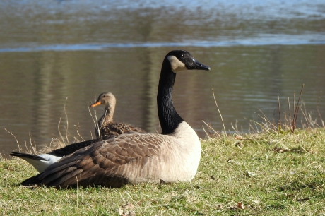 Hoort niet bij mij hoor.....
