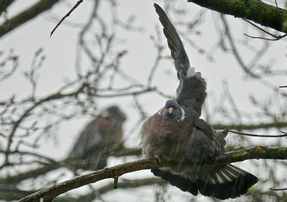 Houtduif neemt douche in hevige regenbui - Vogels - Houtduif