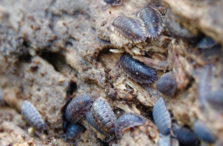 Houtverwerkers in actie