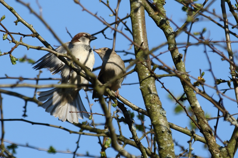 huismus m + v - Vogels - huismus