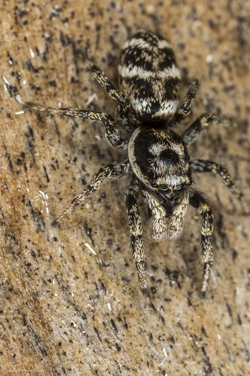 Huiszebraspin - Geleedpotigen - Huiszebraspin