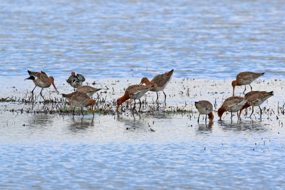 Ideaal plekje om te eten - Vogels - 