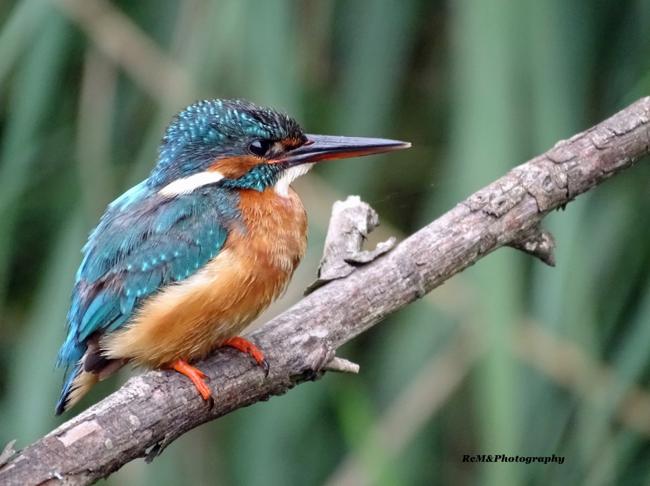 IJsvogel. - Vogels - IJsvogel.