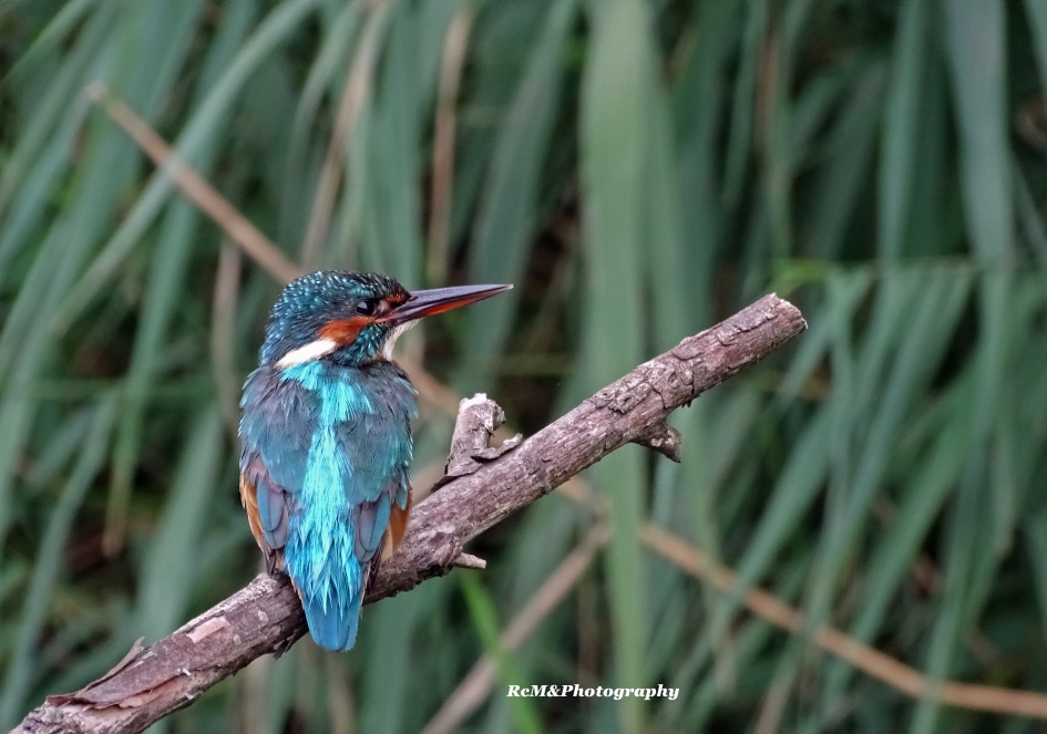 IJsvogel. - Vogels - IJsvogel.