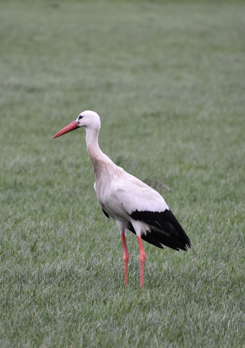 Ik ben maar alleen - Vogels - 