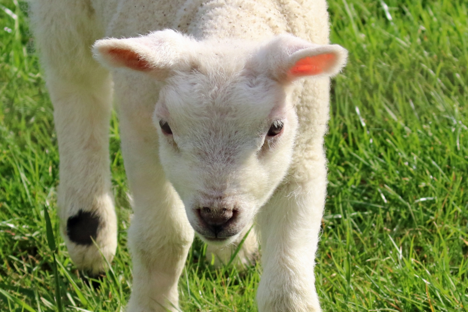 Ik zie jou ook wel... - Zoogdieren - 