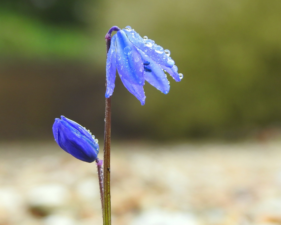 In alle vroegte - Planten - Sterhyacint