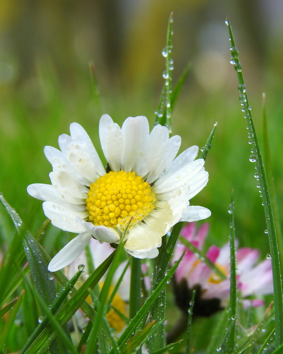 In het natte gras - Planten - Madeliefje