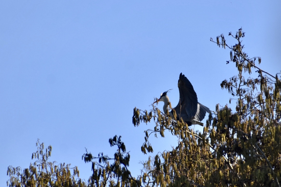In top - Vogels - Blauwe reiger