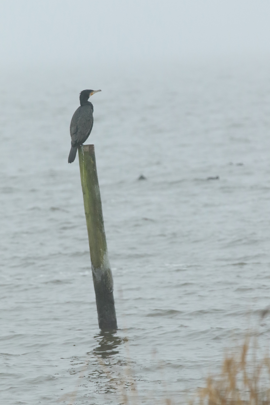 in weer en wind - Vogels - aalscholver