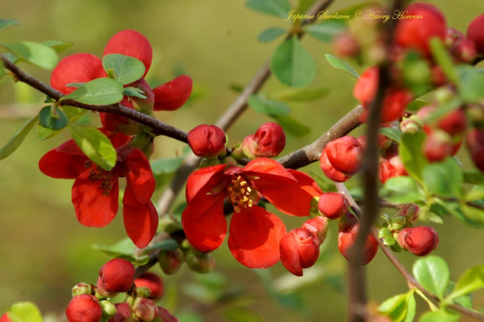 Japanse Sierkwee - Chaenomeles japonica. - Planten - Japanse Sierkwee -