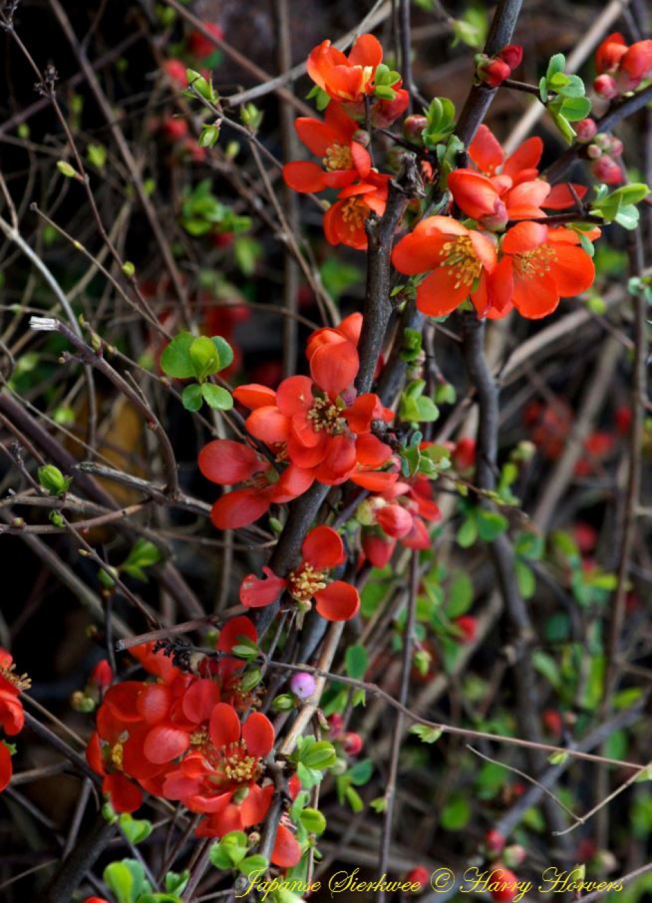 Japanse Sierkwee - Chaenomeles japonica. - Planten - Japanse Sierkwee