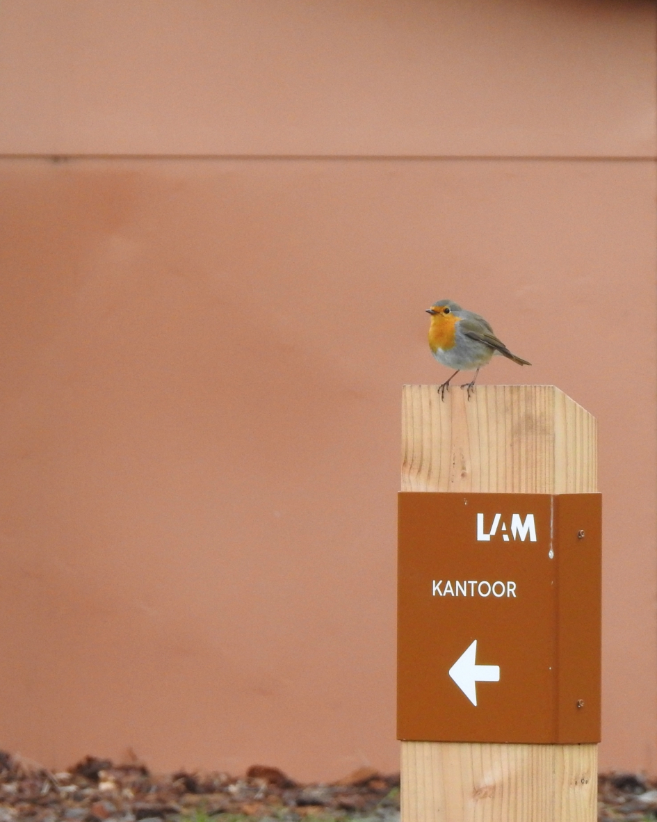 Kantoor...links af !! - Vogels - Roodborstje