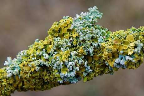 Kapjesvingermos samen met Groot Dooiermos