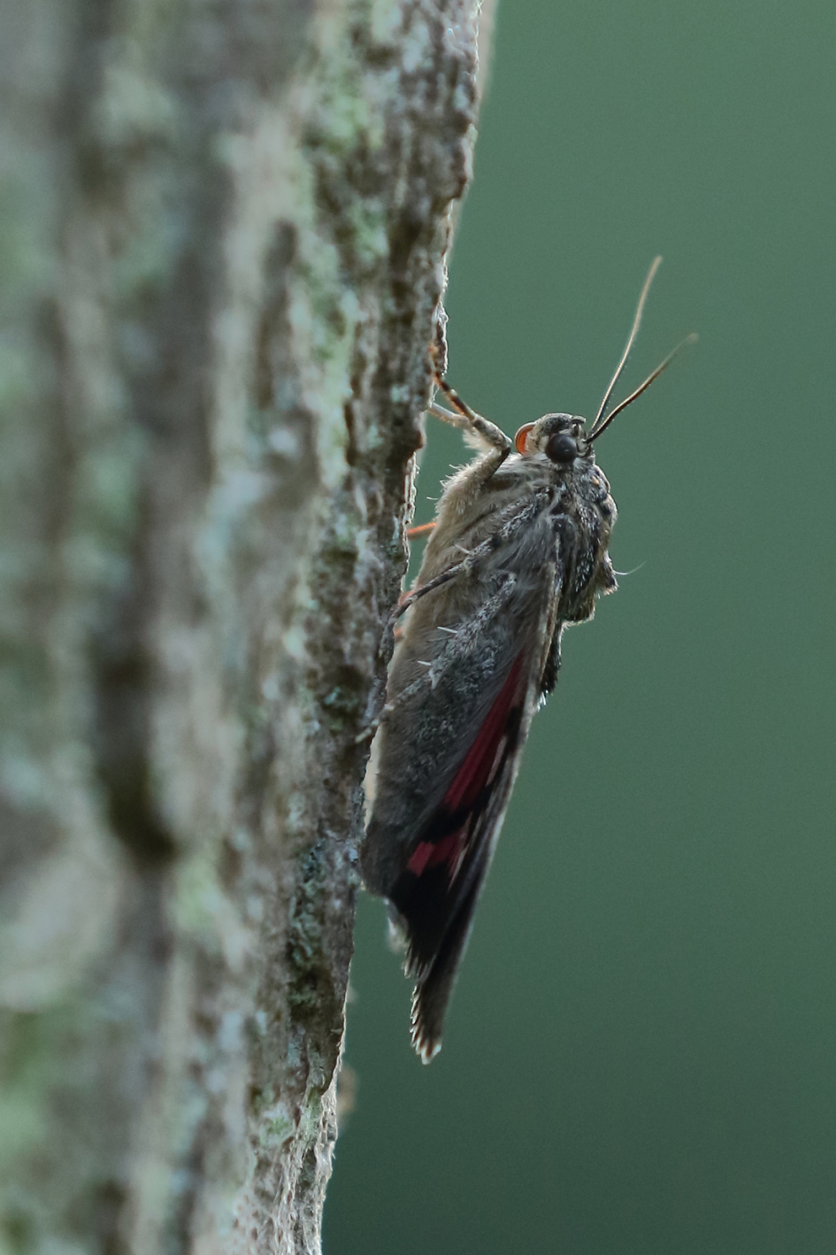 Karmozijnrood weeskind - Geleedpotigen - Karmozijnrood weeskind