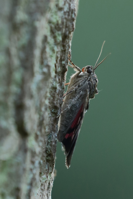 Karmozijnrood weeskind