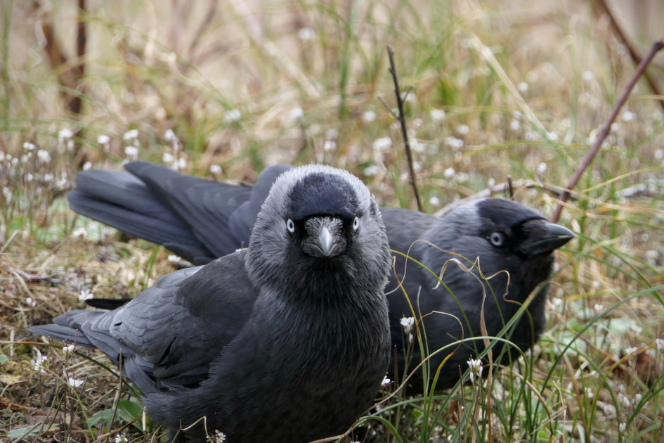 "Kauw kauw" - Vogels - Kauw