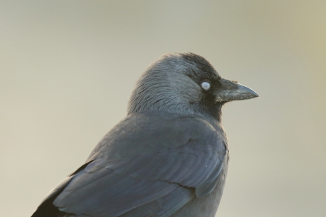 kauw met zichtbaar derde ooglid