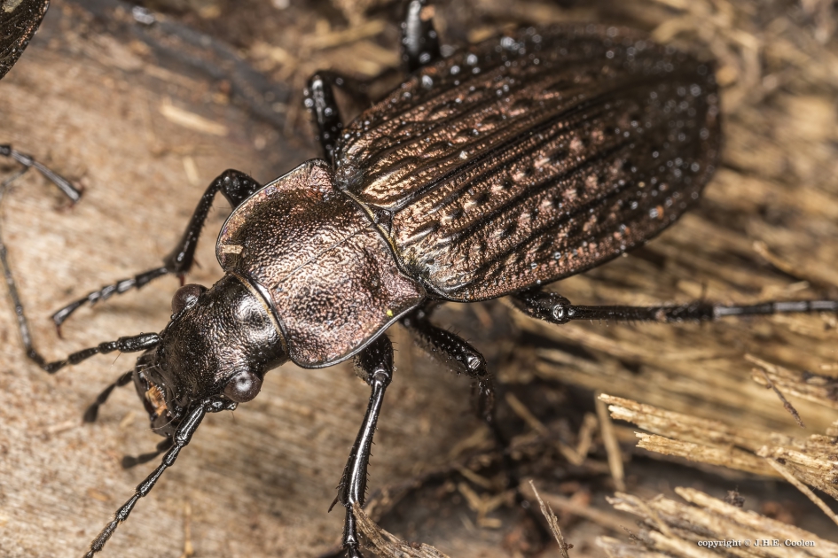 Kettingschallebijter of gekorrelde veldloopkever - Geleedpotigen - Kettingschallebijter of gekorrelde veldloopkever