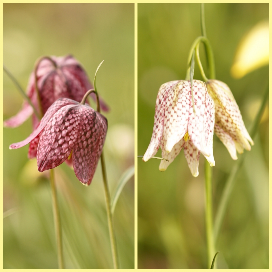 Kievitsbloemen - Planten - Kievitsbloemen