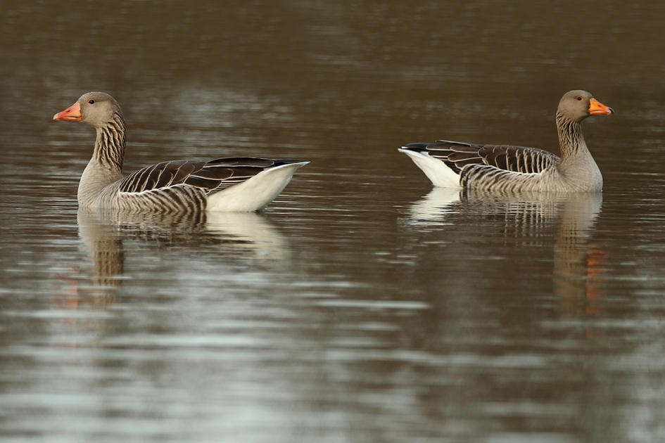 kiezen we Rechts of Links - Vogels - grauwe gans