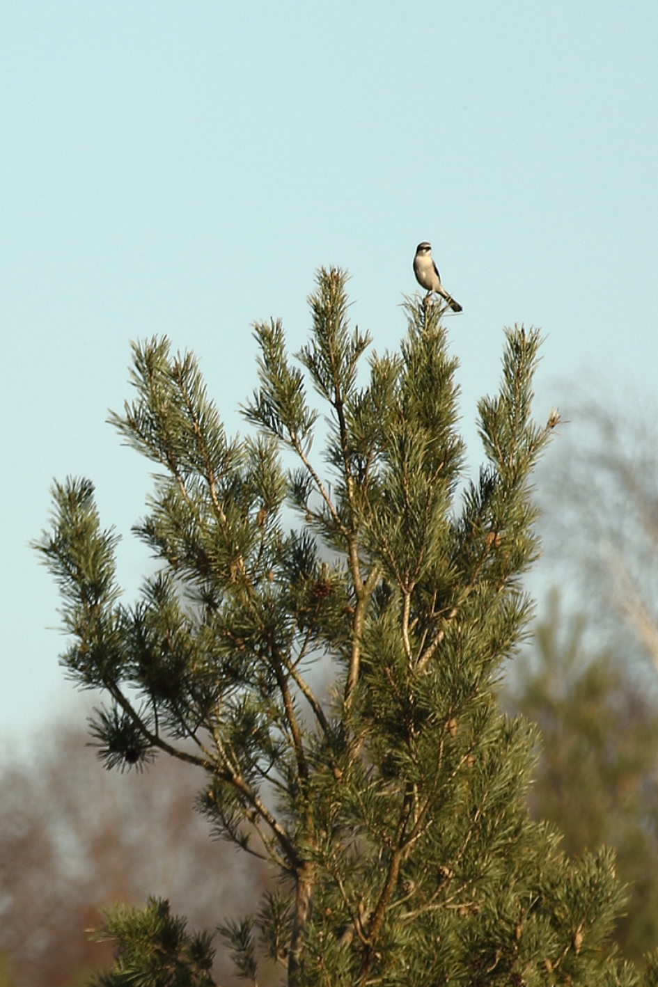 klapekster - Vogels - klapekster