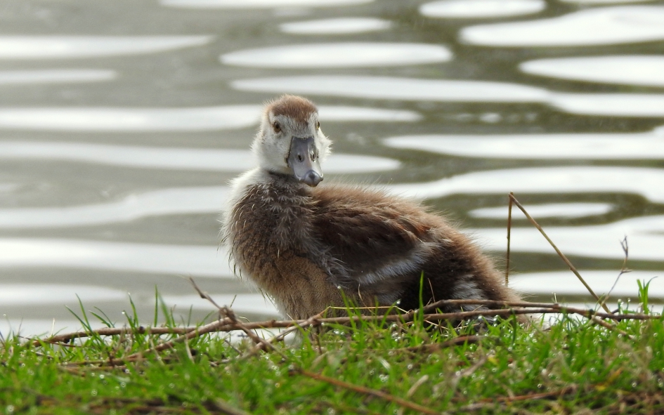 Kleine deugniet - Vogels - Nijlgans