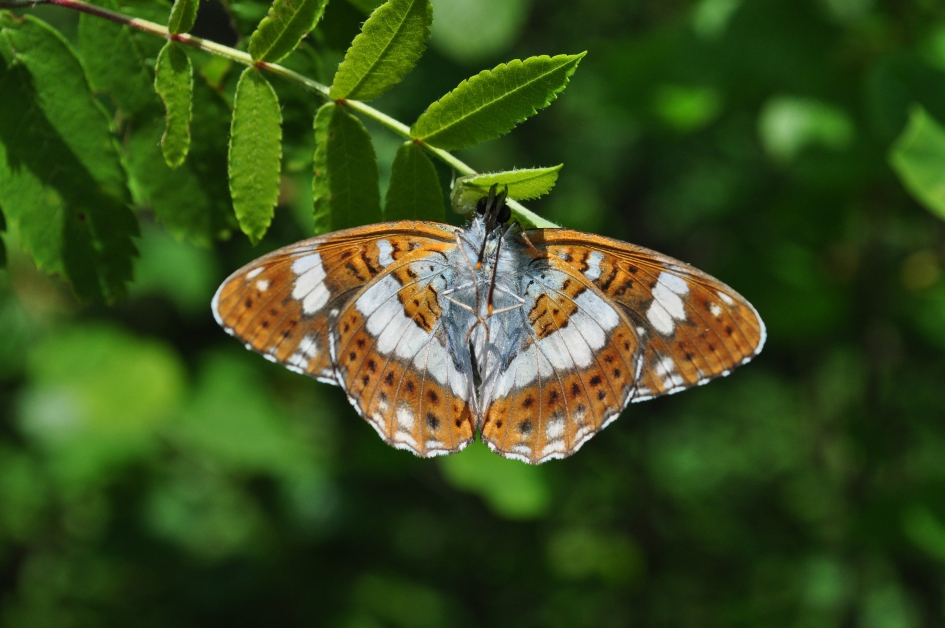 Kleine IJsvogelvlinder gevangen door Krabspin - Geleedpotigen - Kleine IJsvogelvlinder