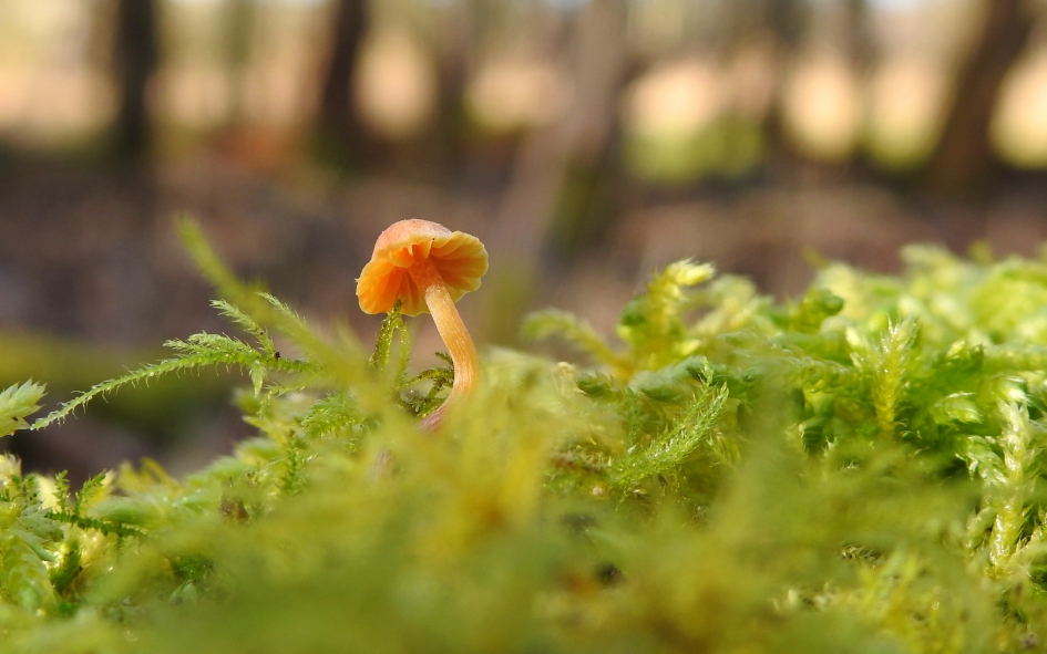 Kleine verrassing - Schimmels - 