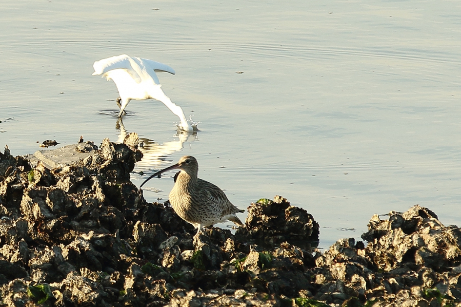 kleine zilverreiger en wulp - Vogels - kleine zilverreiger
