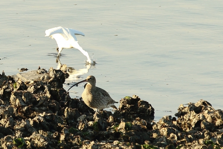 kleine zilverreiger en wulp