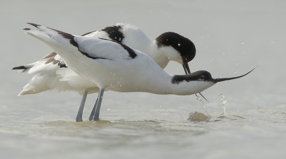 Kletskop - Vogels - Kluut