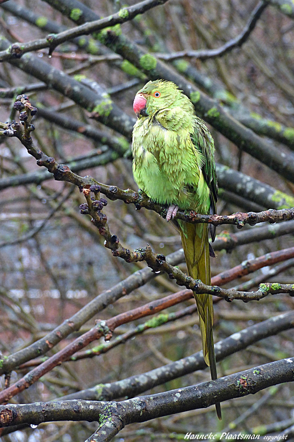 Kletsnatte halsbandparkiet in de boom voor mijn huis. - Vogels - Halsbandparkiet.