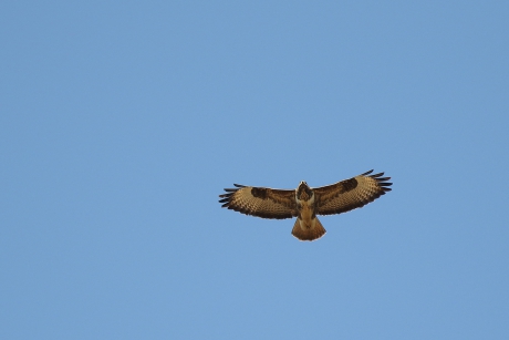 kleurvariatie bij de buizerd