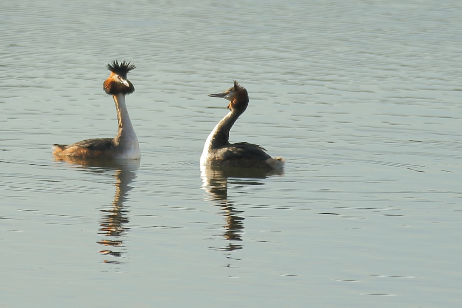 knap stel - Vogels - fuut