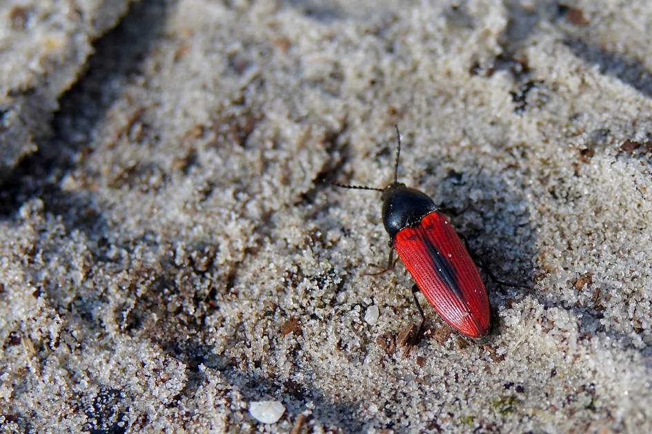 Kniptor - Geleedpotigen - 