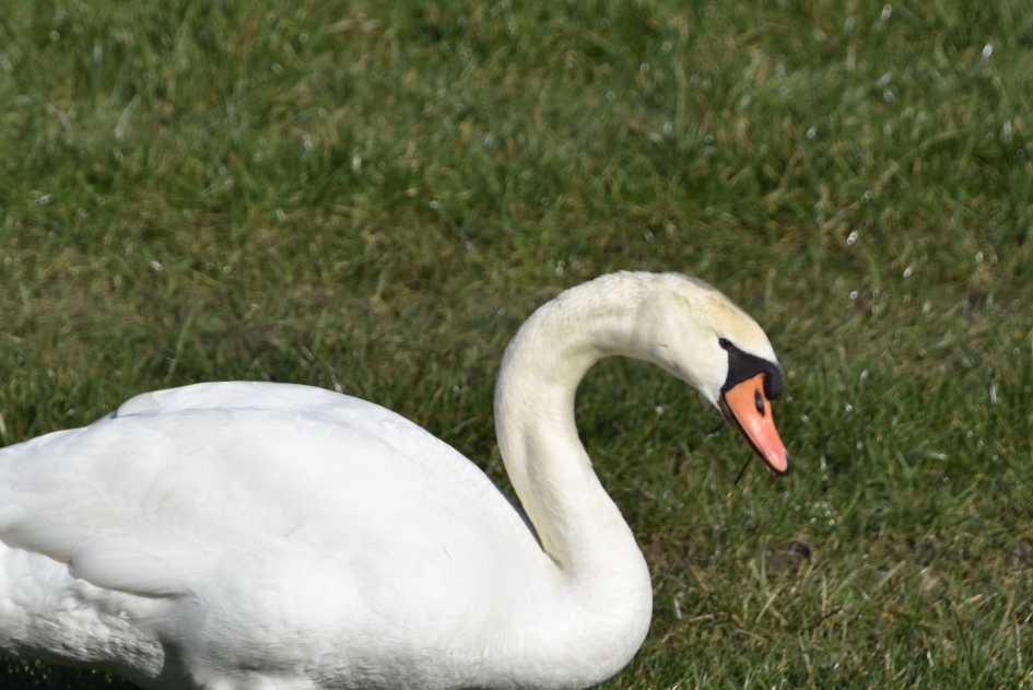 Knobbelzwaan - Vogels - 