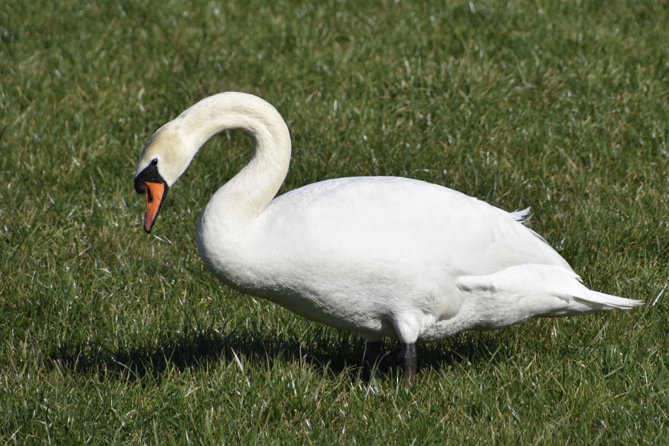 Knobbelzwaan - Vogels - 