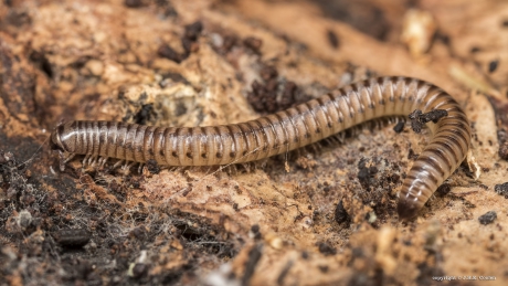 Knotskronkel (Cylindroiulus punctatus)