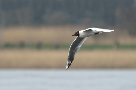 kokmeeuw -zomerkleed-