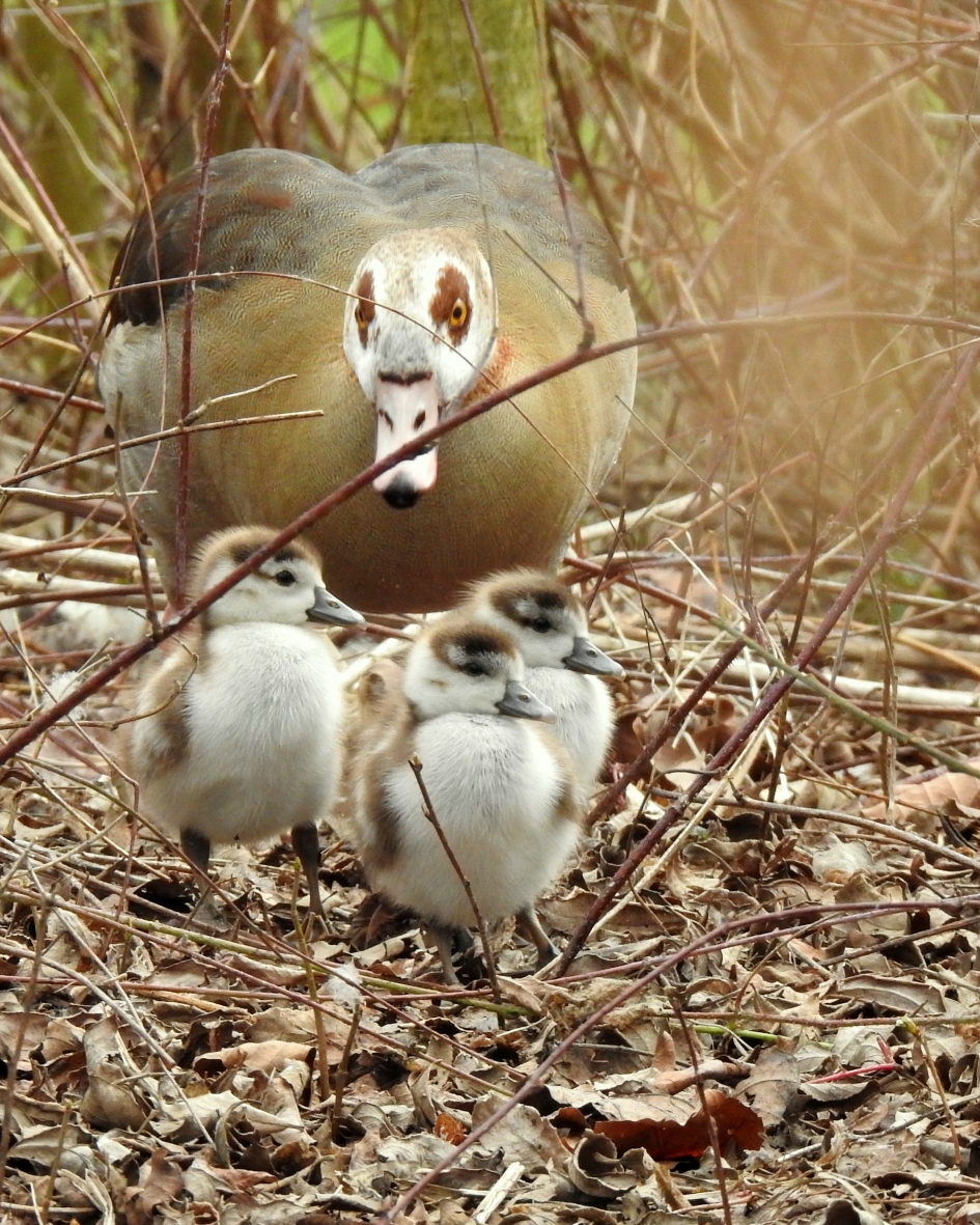 Kom kinders, doorstappen !! - Vogels - Nijlgans