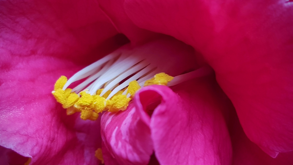 Kom maar op bijtjes. - Planten - Camelia