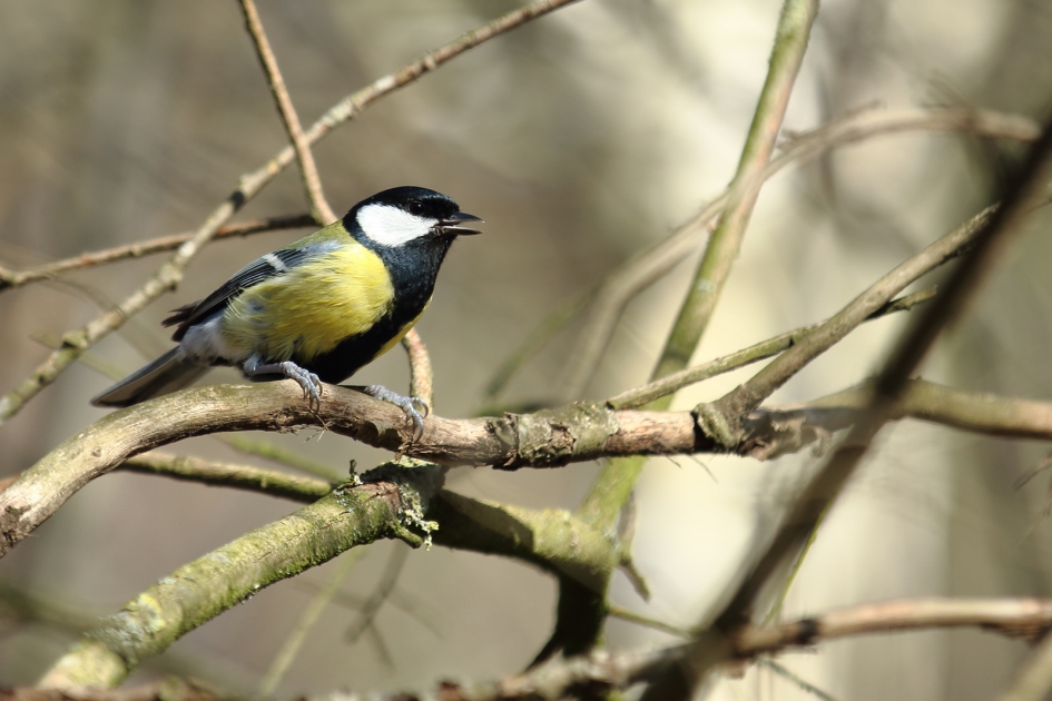 koolmees -m- - Vogels - koolmees -m-