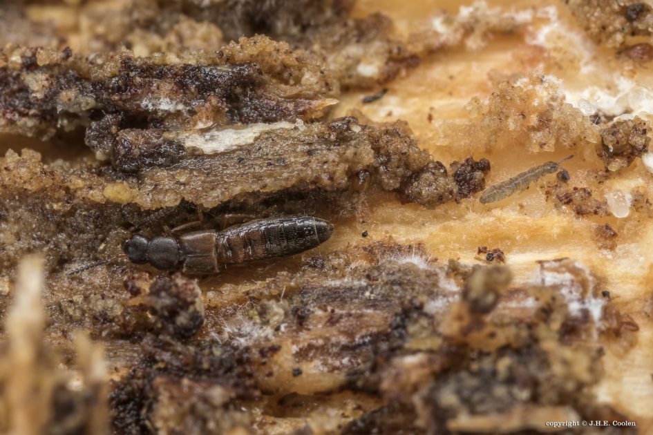 Kortschildkever - Geleedpotigen - Kortschildkever