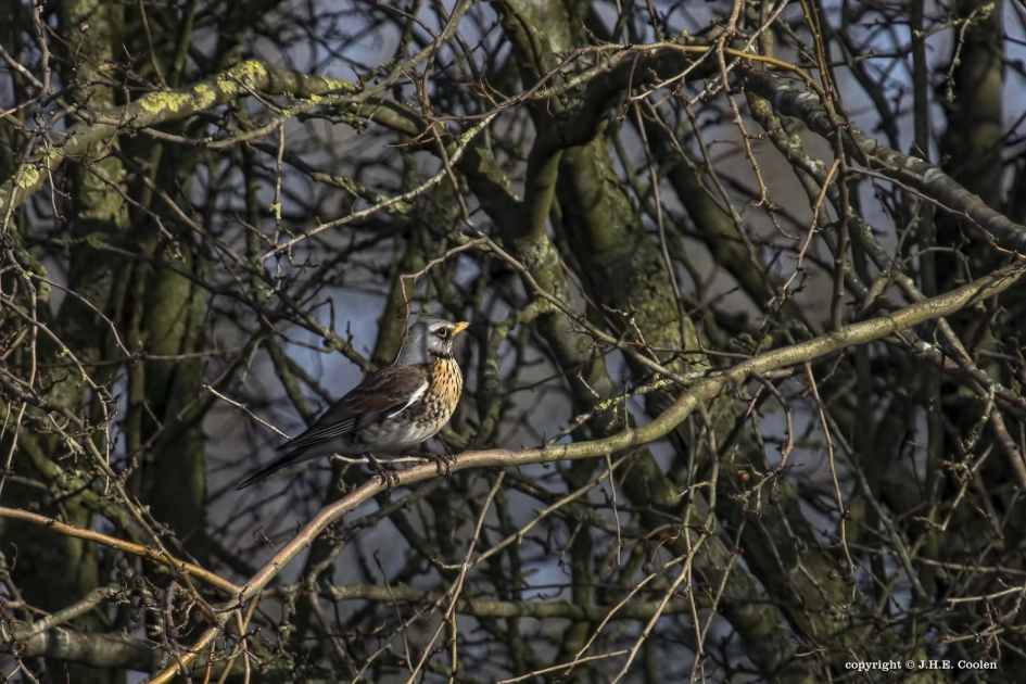 Kramsvogel (Turdus pilaris) - Vogels - Kramsvogel
