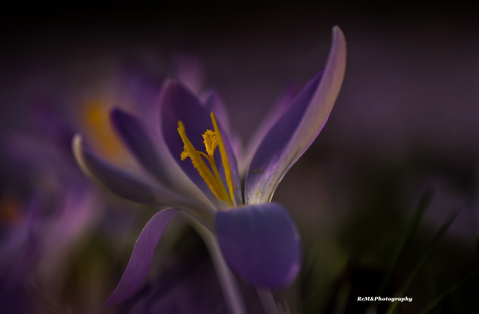 Krokus. - Planten - Krokus.